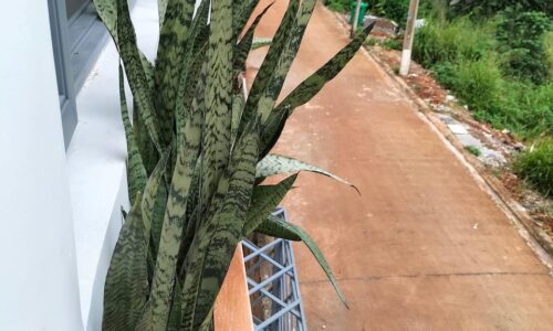 BÁN LÔ ĐẤT BÊN CẠNH CÂY PHƯỢNG CÁCH MT TỈNH LỘ 8 – 100M